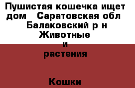 Пушистая кошечка ищет дом - Саратовская обл., Балаковский р-н Животные и растения » Кошки   